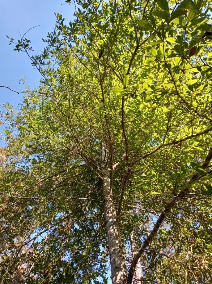 Custom landscape installation for residential properties across Cairo, GA - J&K Tree Service