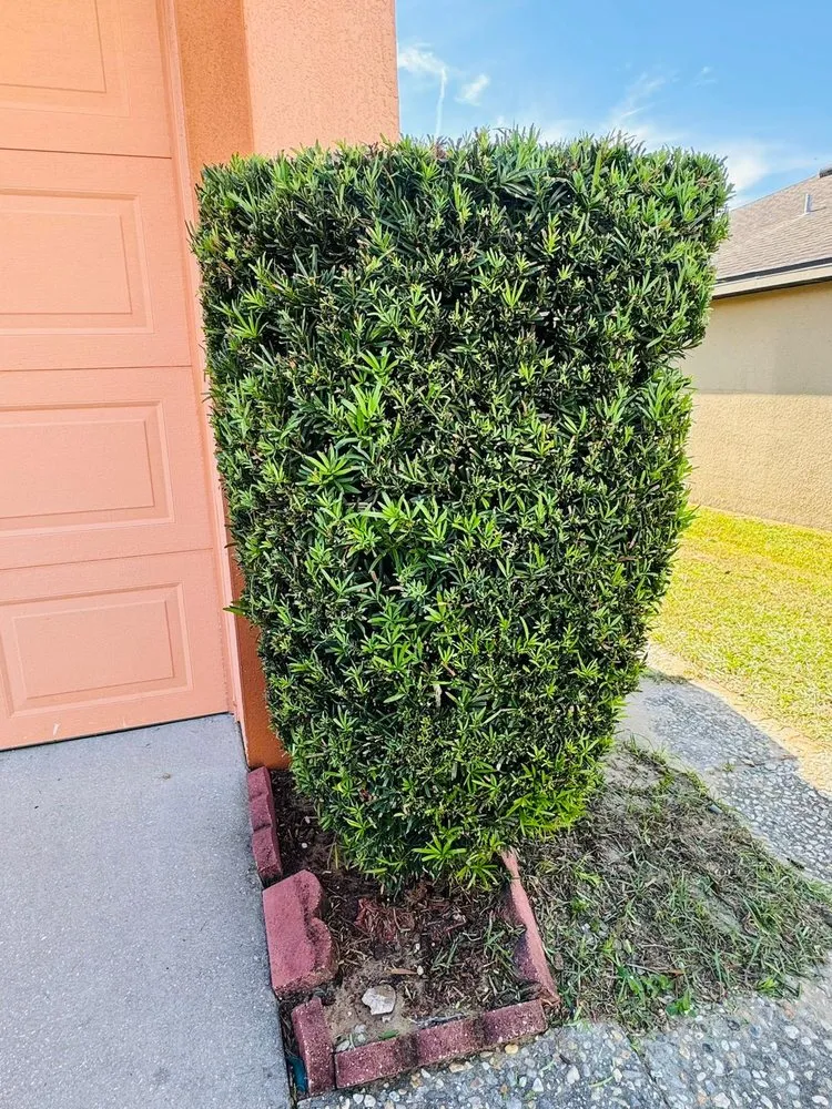 Trusted lawn care service for year-round maintenance in Lakeland, FL by JKM Lawncare Services