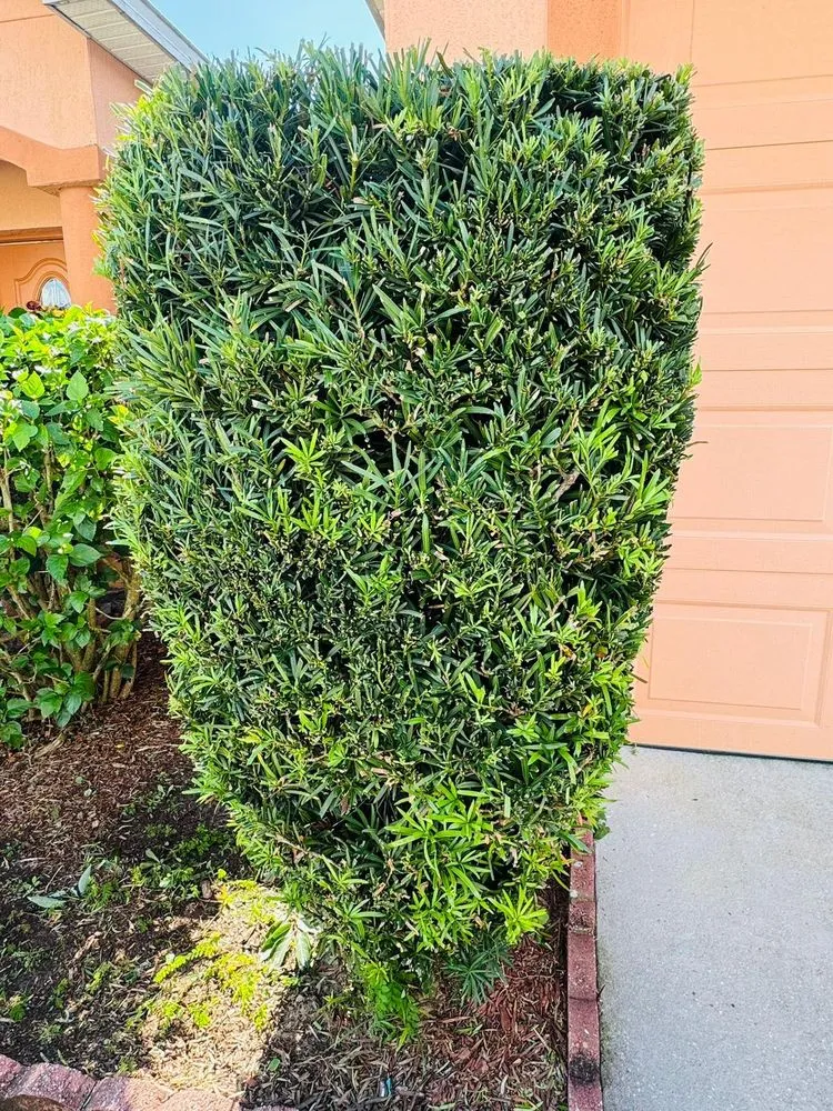 Top-rated landscape design in Lakeland, FL - JKM Lawncare Services