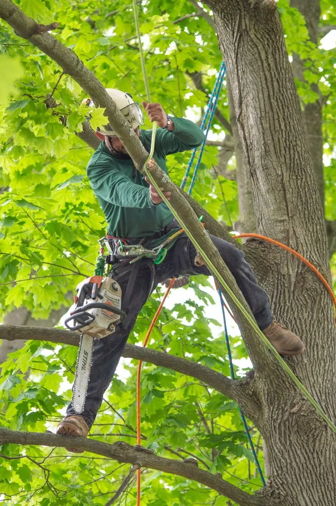 Professional landscape installation experts serving Plainfield, NJ - J&L Budget Tree Service