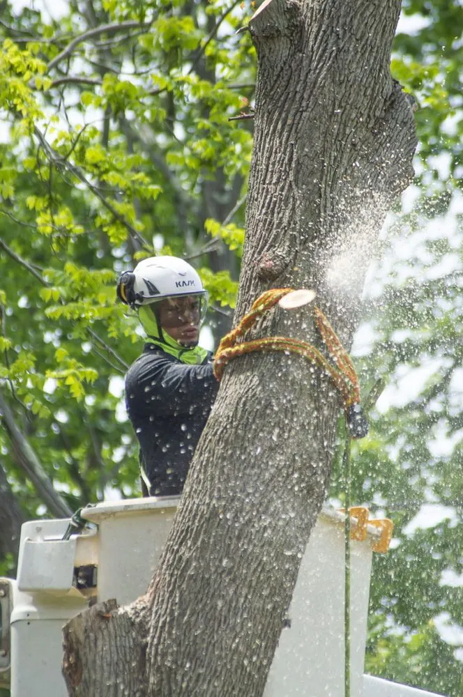 Top-rated lawn mowing service in Plainfield, NJ by J&L Budget Tree Service