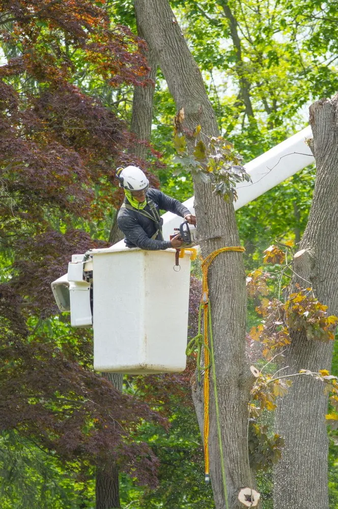 Custom landscape design in Plainfield, NJ - J&L Budget Tree Service