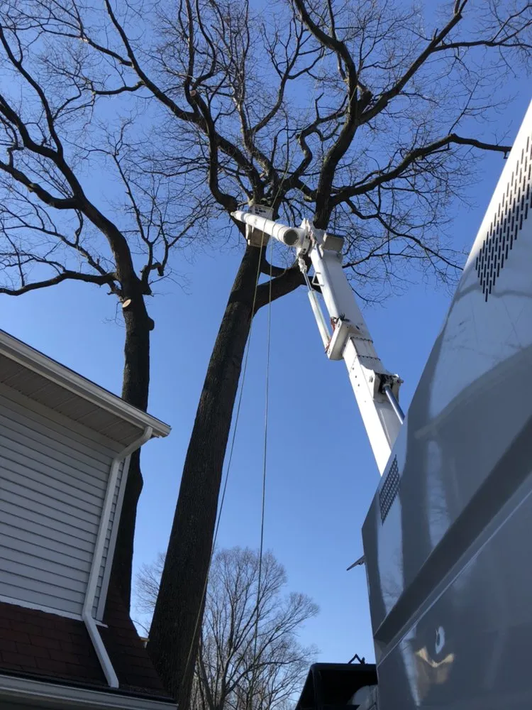 Trusted yard cleanup service in Plainfield, NJ by J&L Budget Tree Service