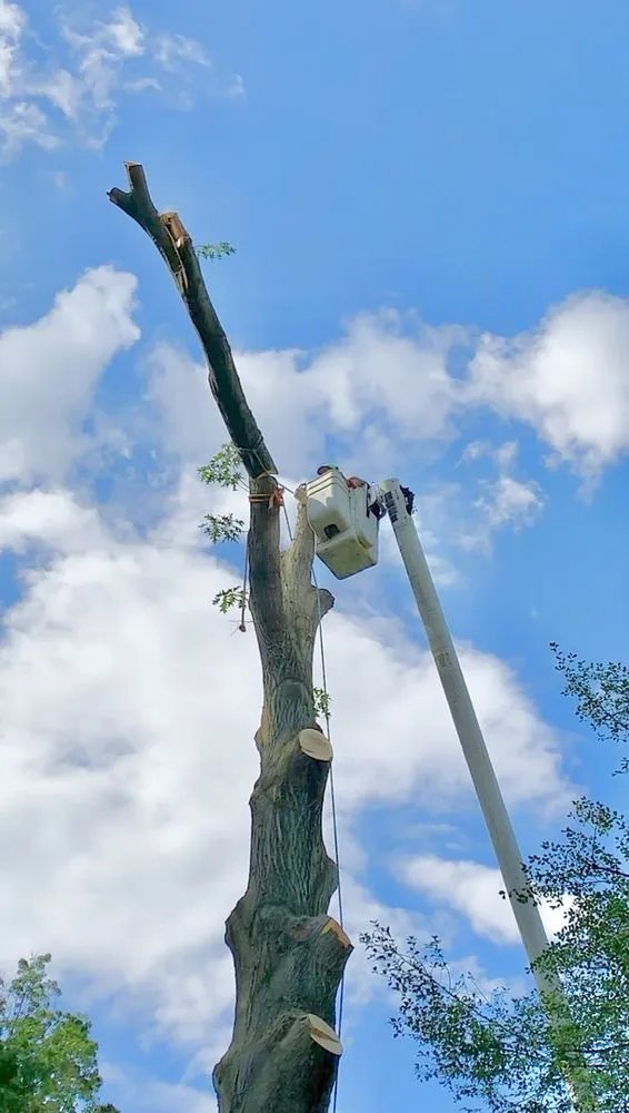 Local lawn care service in Plainfield, NJ - J&L Budget Tree Service