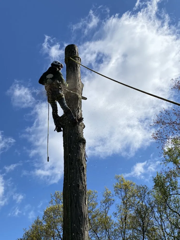 Affordable residential landscaping experts serving Plainfield, NJ - J&L Budget Tree Service