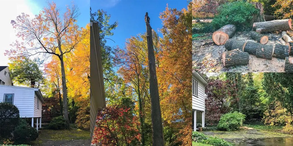 Top-rated residential landscaping experts serving Plainfield, NJ - J&L Budget Tree Service