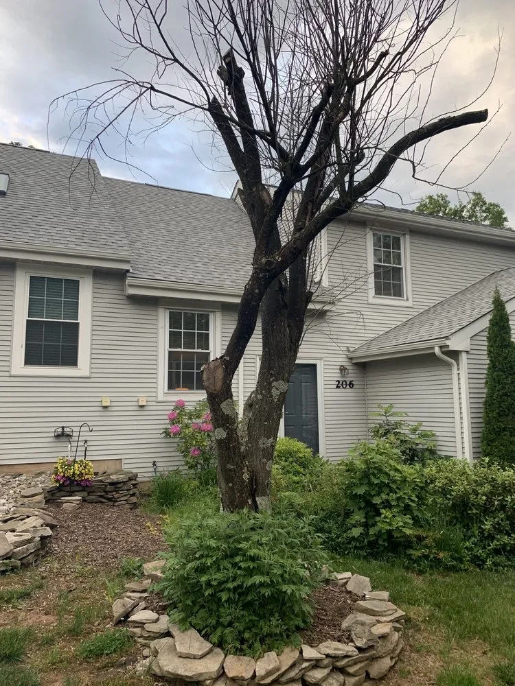 Expert yard cleanup service experts serving Plainfield, NJ - J&L Budget Tree Service