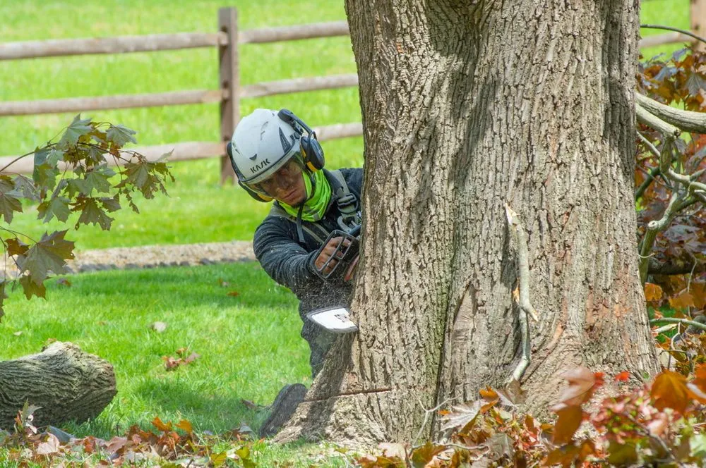 Professional yard maintenance for year-round maintenance across Plainfield, NJ - J&L Budget Tree Service