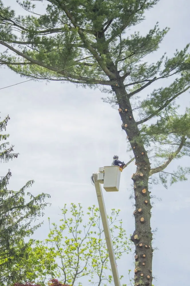 Affordable yard maintenance near you in Plainfield, NJ by J&L Budget Tree Service