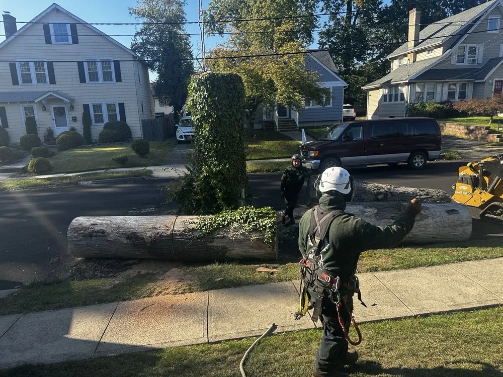 Custom yard cleanup service for residential properties across Plainfield, NJ - J&L Budget Tree Service