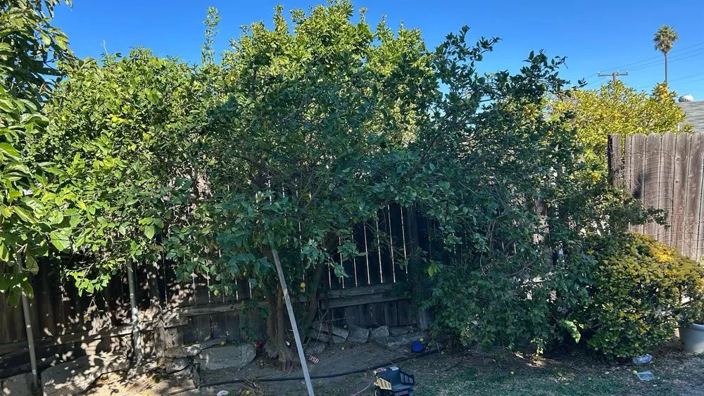 Trusted lawn care service near you in La puente, CA by JL Gardening Services