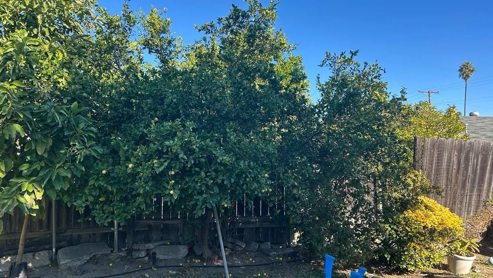 Affordable yard cleanup service in La puente, CA - JL Gardening Services