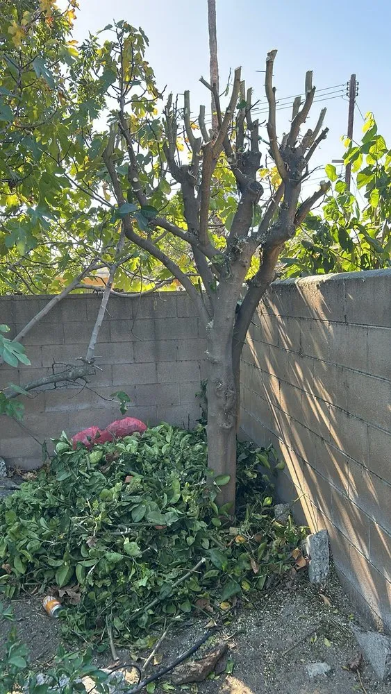 Expert landscaping services experts serving La puente, CA - JL Gardening Services