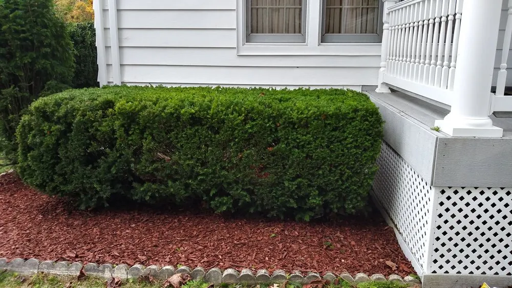 Affordable lawn care service near you across Forest, VA - JL Handy Pro