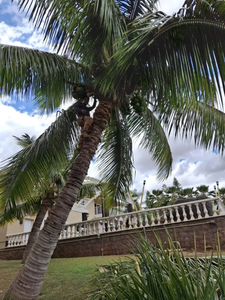 Expert landscape design experts serving Maui, HI - J&L Landscaper