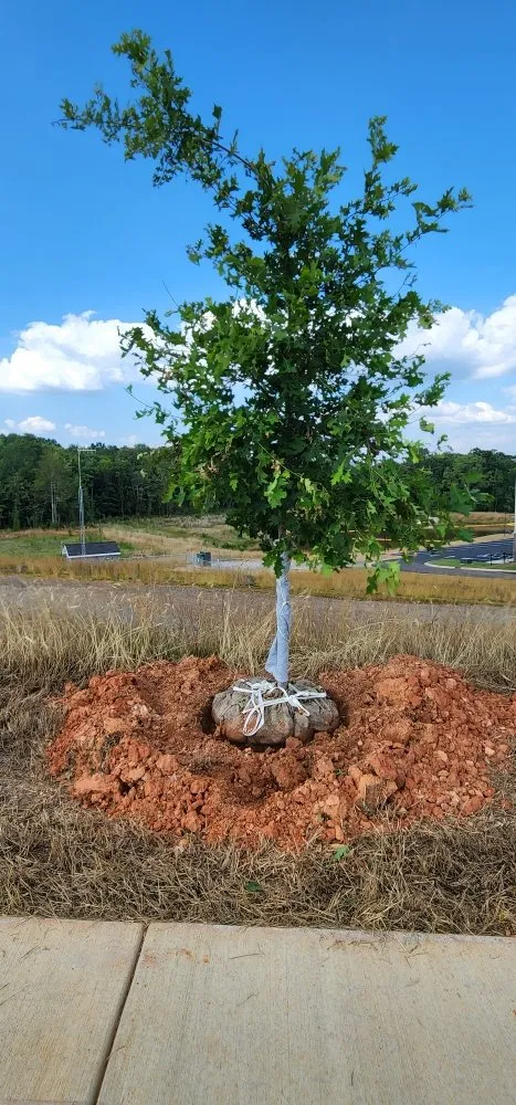 Professional landscape installation in Charlotte, NC by JL Landscaping