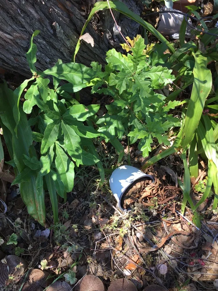 Affordable garden landscaping for year-round maintenance in New Orleans, LA by J&L Lawn Service