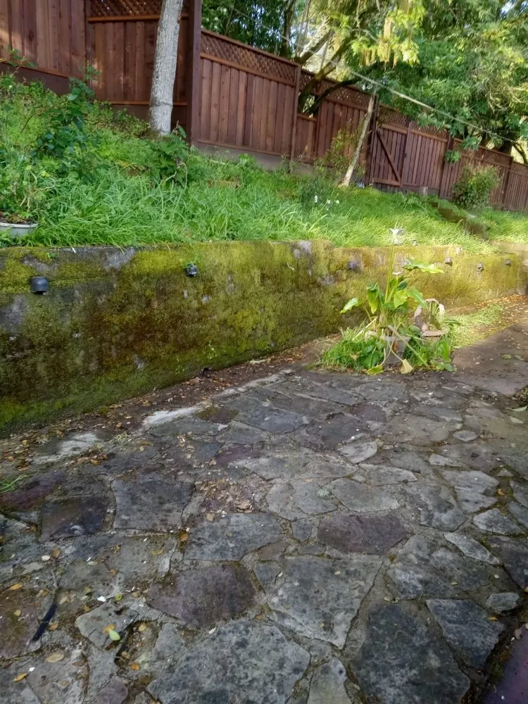 Professional lawn mowing service in Novato, CA - JL Martinez