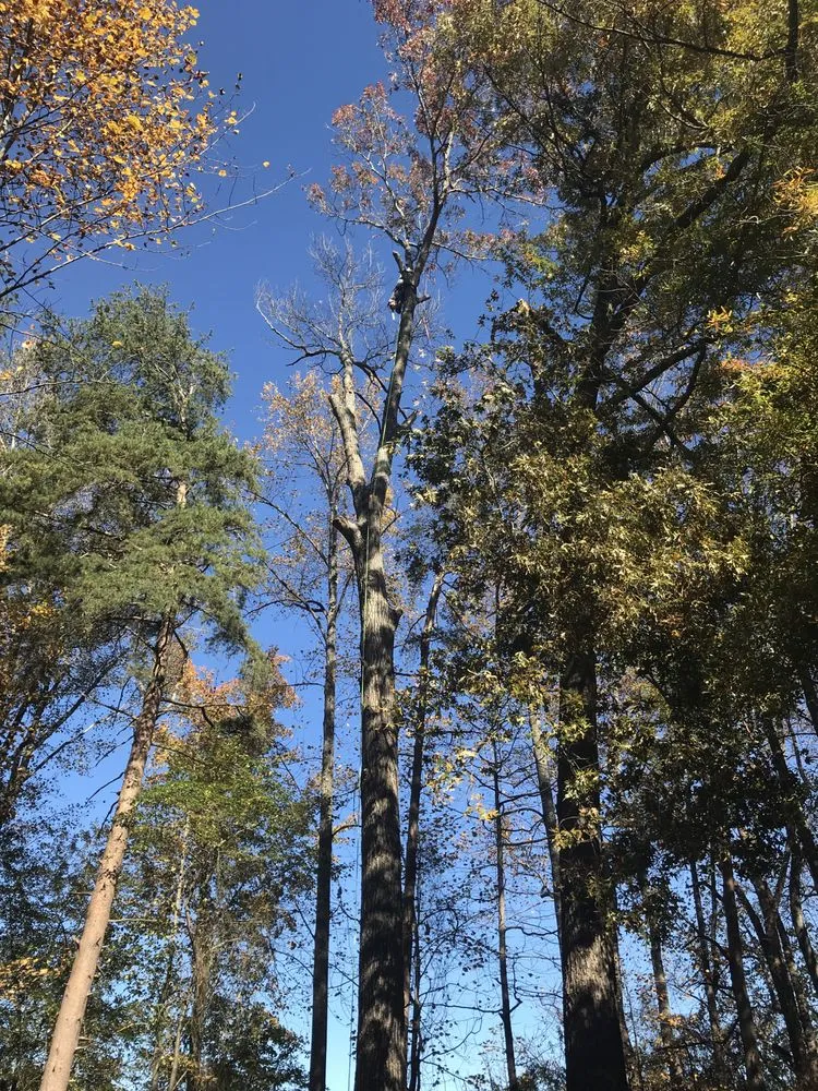 Professional yard cleanup service in Fredericksburg, VA by J&L Total Services