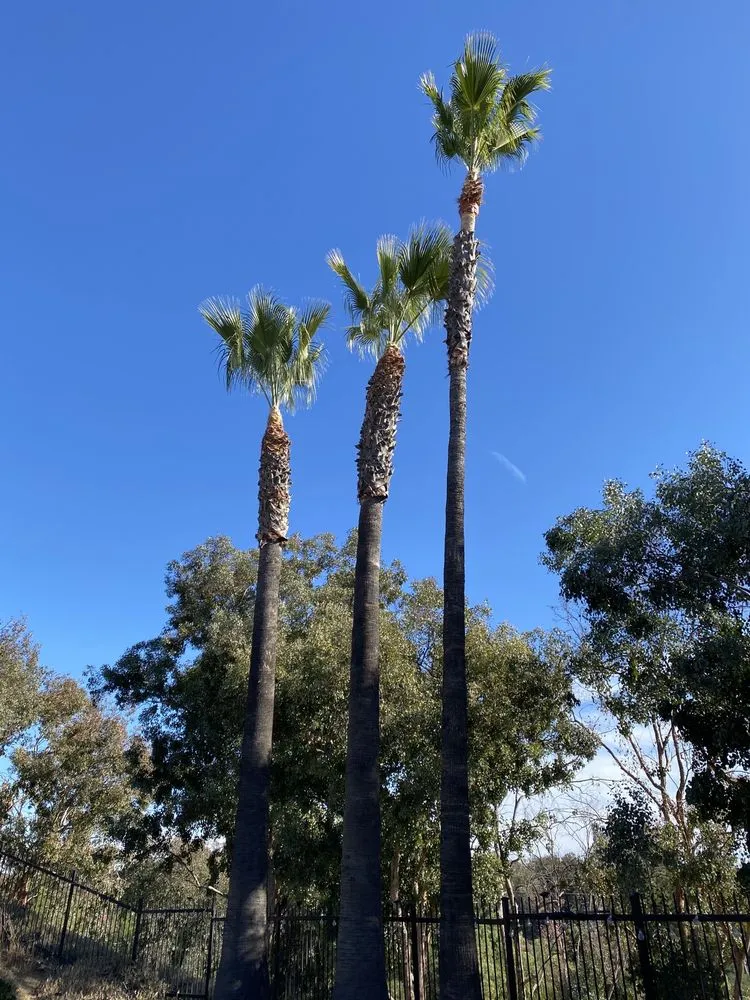 Affordable lawn care service for outdoor upgrades in Hemet, CA by J&L Tree Service and Lawn Care