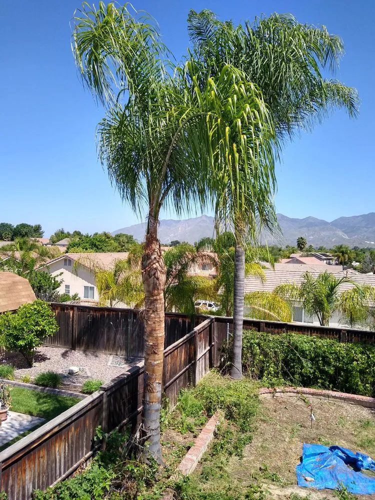 Affordable yard cleanup service experts serving Hemet, CA - J&L Tree Service and Lawn Care