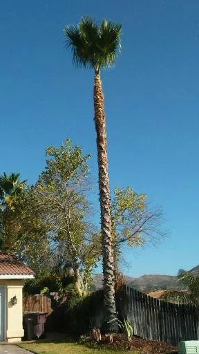 Professional yard cleanup service for year-round maintenance in Hemet, CA by J&L Tree Service and Lawn Care