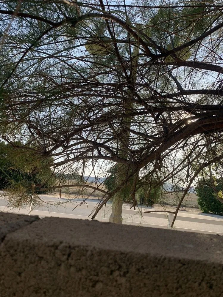 Top-rated yard maintenance with custom design across Hemet, CA - J&L Tree Service and Lawn Care