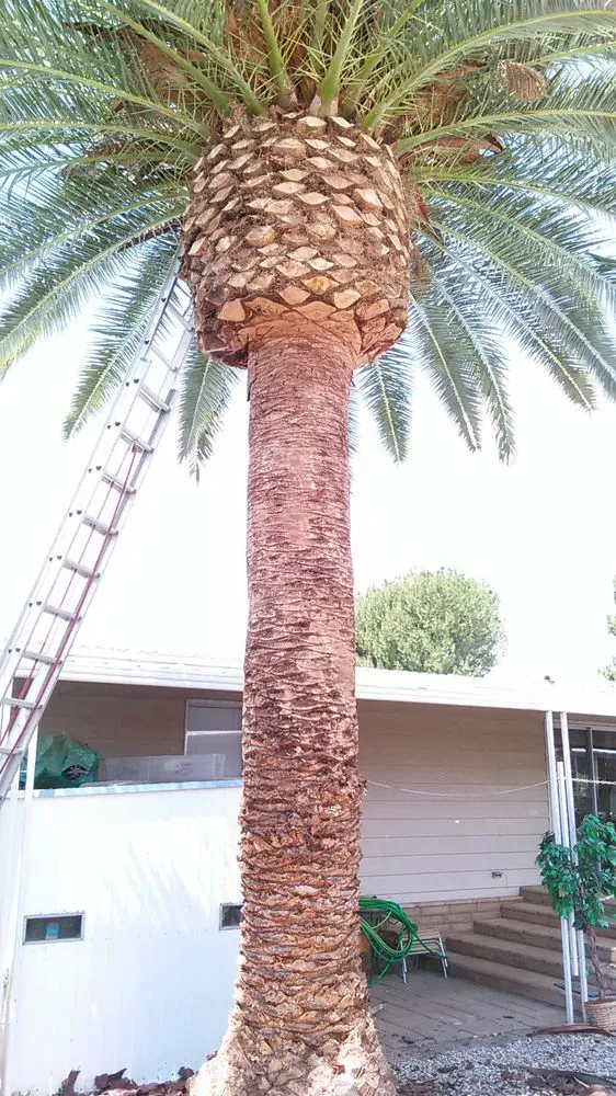 Affordable yard cleanup service in Hemet, CA by J&L Tree Service and Lawn Care