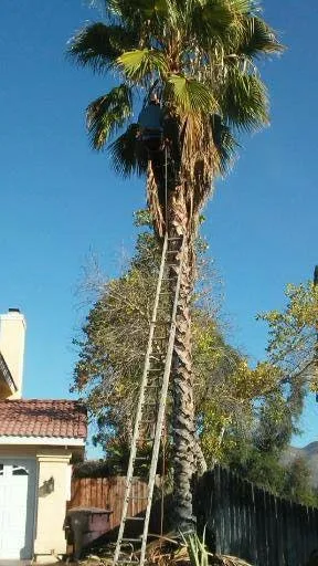 Reliable lawn care service in Hemet, CA by J&L Tree Service and Lawn Care