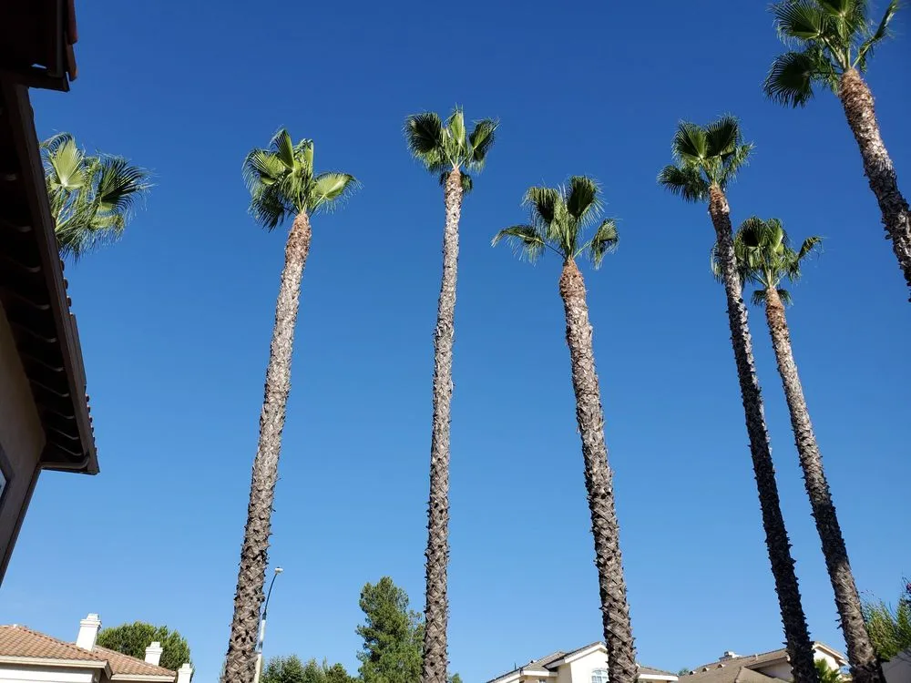 Top-rated residential landscaping for residential properties across Hemet, CA - J&L Tree Service and Lawn Care