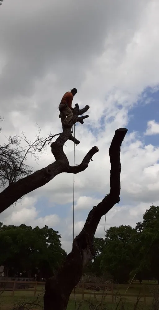 Affordable yard maintenance for homes in Round Rock, TX by JL Tree Service