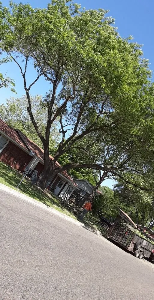 Top-rated outdoor landscaping for year-round maintenance across Round Rock, TX - JL Tree Service
