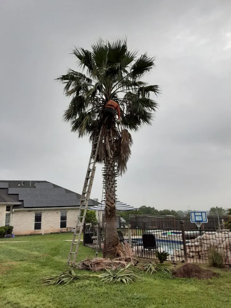 Professional yard cleanup service in Round Rock, TX by JL Tree Service