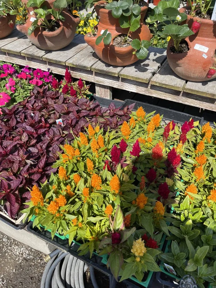 Professional lawn care service in Bellflower, CA - JLC Gardening and Maintenance