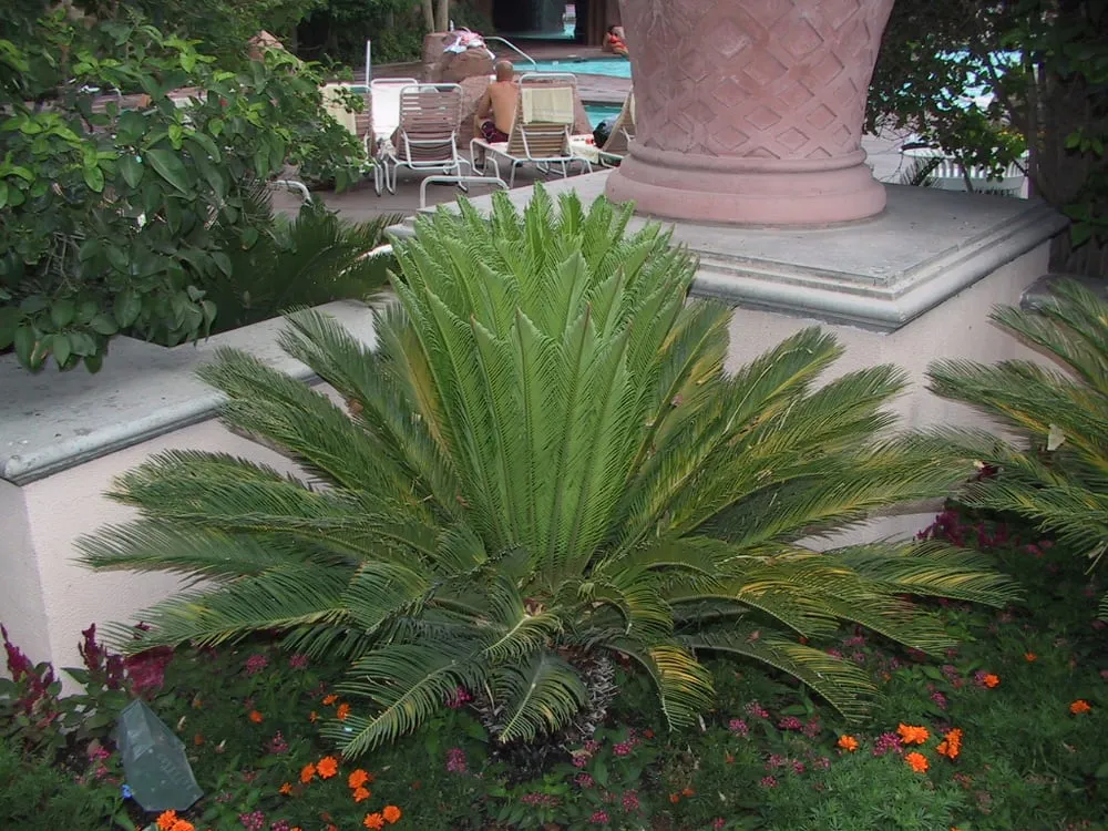 Reliable lawn mowing service for residential properties in Houston, TX by J.L.C. Landscape and Irrigation