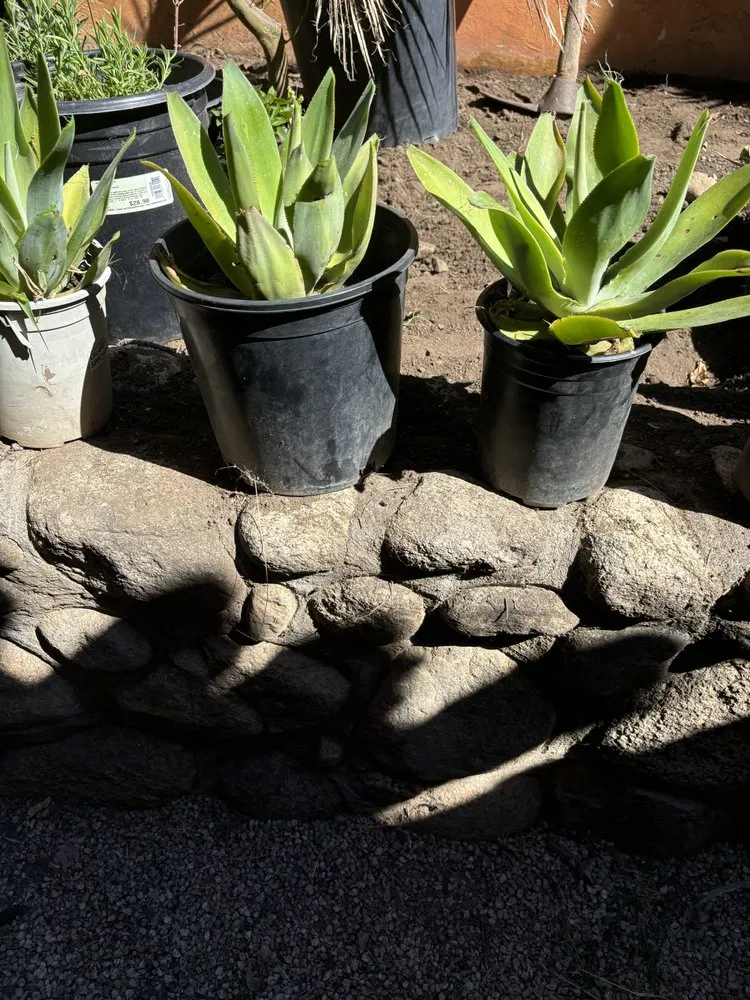 Local landscape installation for year-round maintenance in Salinas, CA by J.L.G Landscape