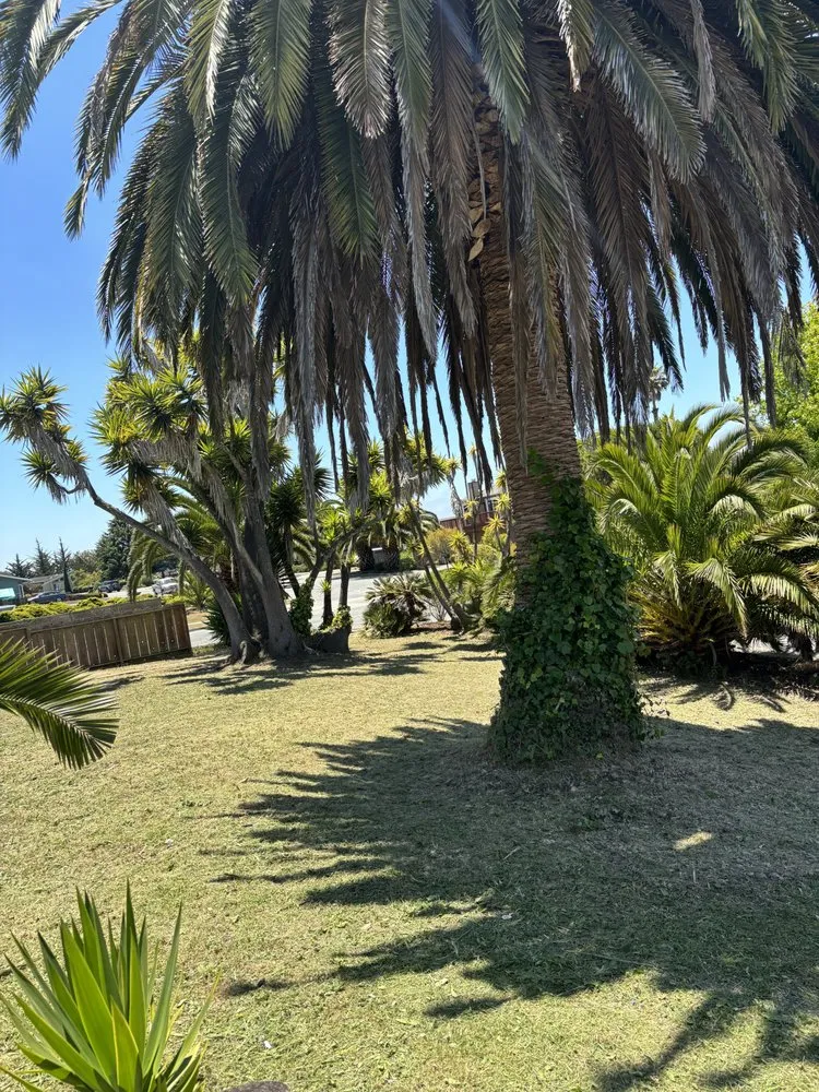 Custom yard cleanup service in Salinas, CA - J.L.G Landscape