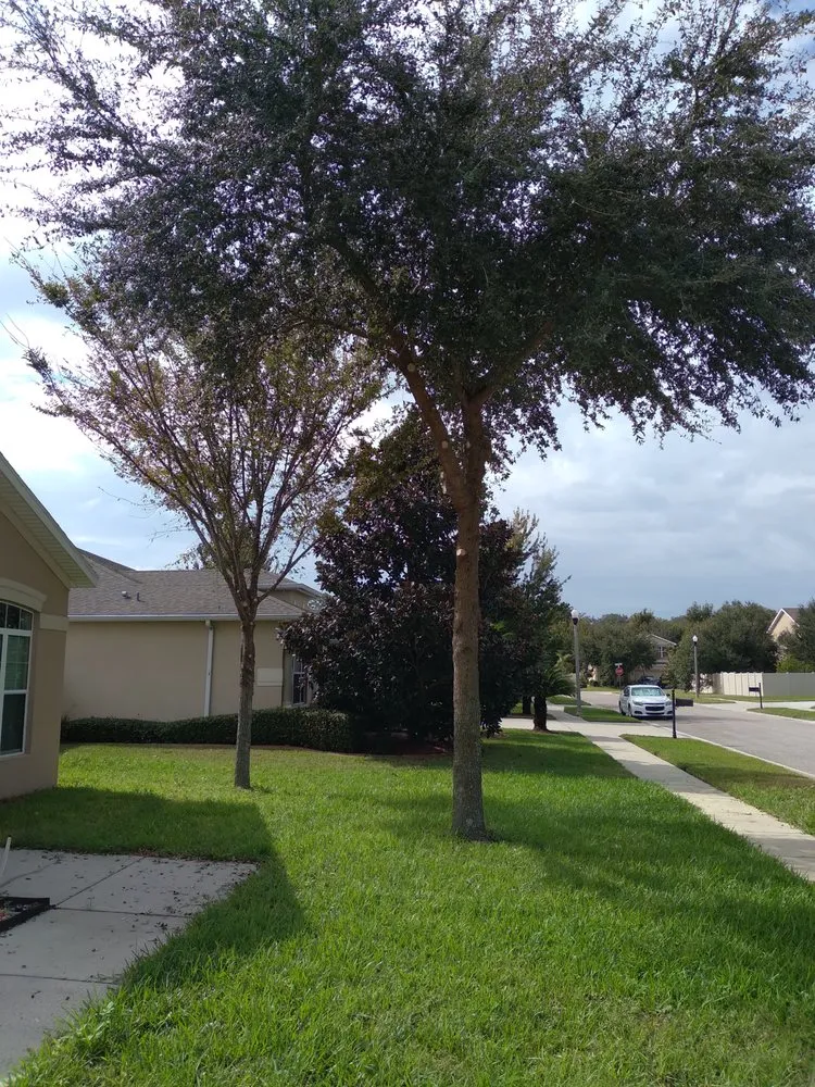 Top-rated lawn care service in Tampa, FL by JLG Landscaping & Property Maintenance