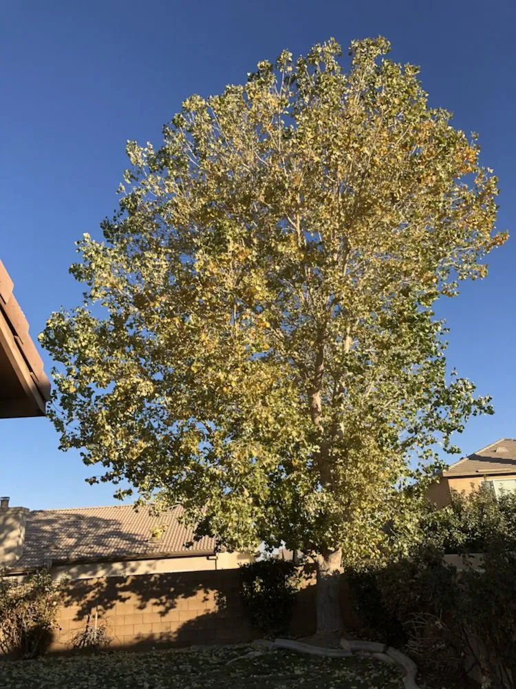 Custom yard maintenance in Santa Clarita, CA - JLG Landscaping & Tree Service