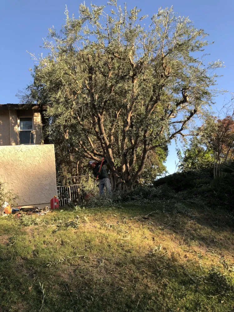 Local lawn care service experts serving Santa Clarita, CA - JLG Landscaping & Tree Service