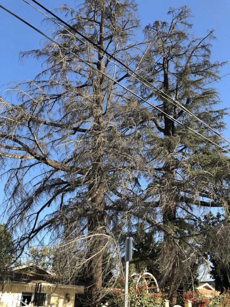 Professional lawn mowing service near you across Santa Clarita, CA - JLG Landscaping & Tree Service