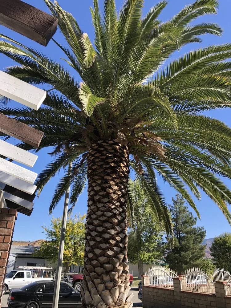 Affordable landscaping services with custom design in Santa Clarita, CA by JLG Landscaping & Tree Service