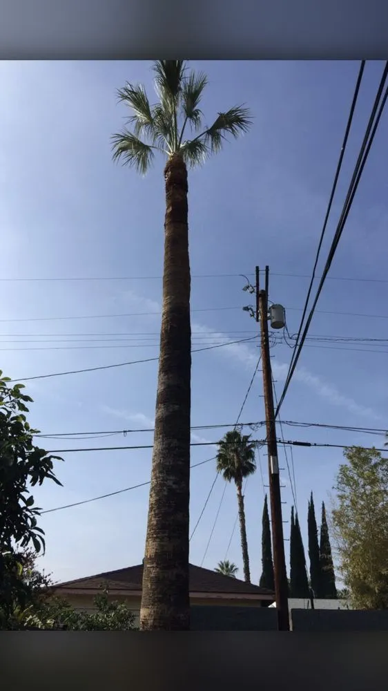 Top-rated yard maintenance for homes across Santa Clarita, CA - JLG Landscaping & Tree Service