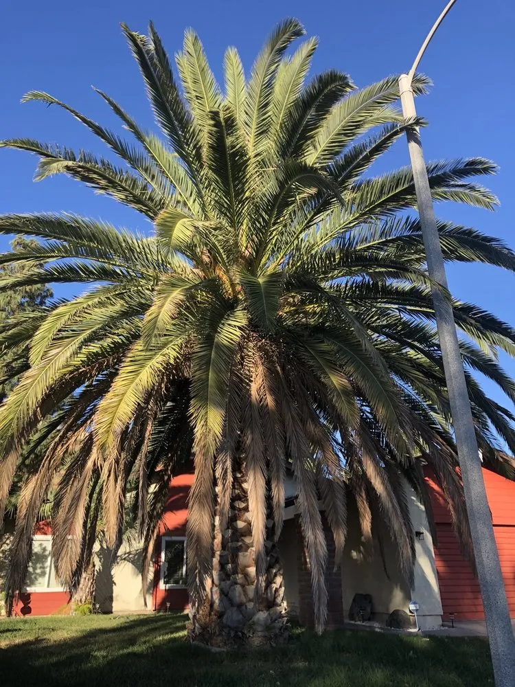 Trusted lawn care service in Santa Clarita, CA - JLG Landscaping & Tree Service