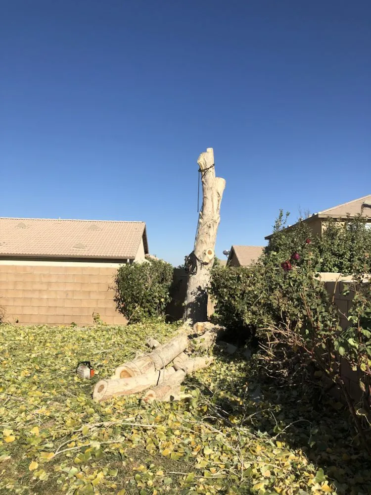 Top-rated landscape design for year-round maintenance across Santa Clarita, CA - JLG Landscaping & Tree Service