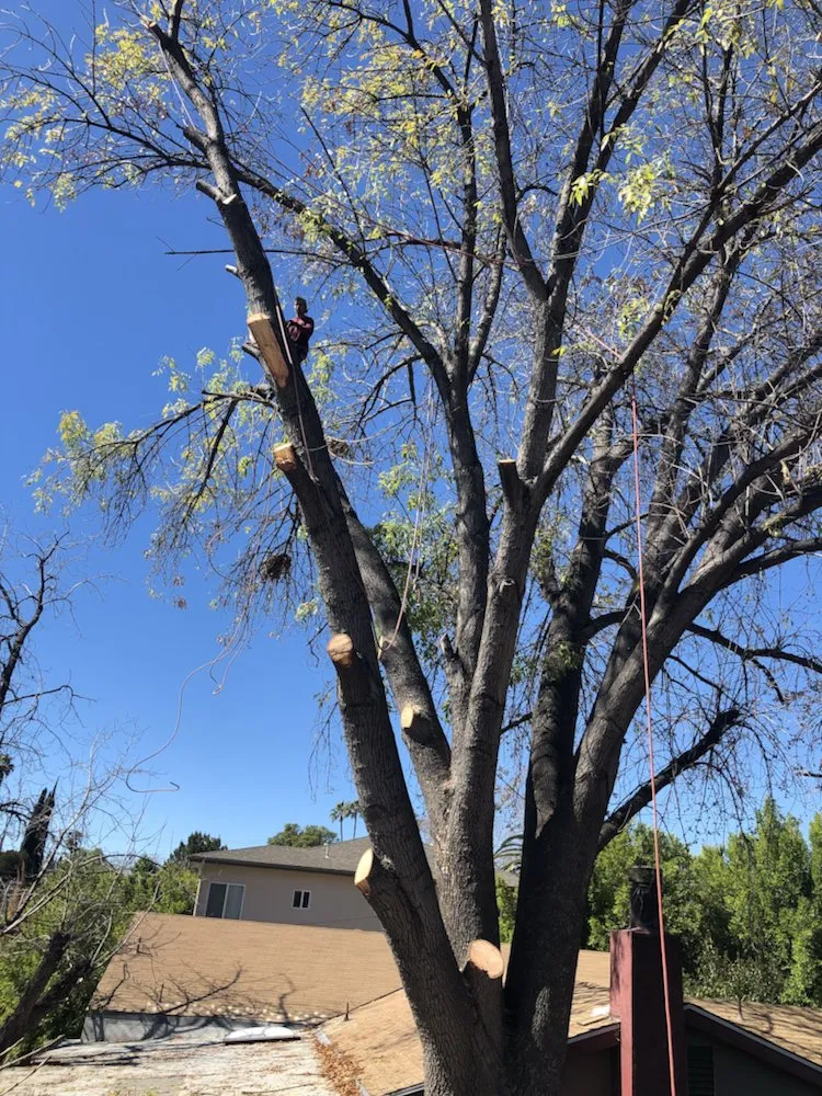 Trusted yard maintenance experts serving Santa Clarita, CA - JLG Landscaping & Tree Service