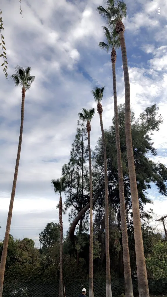 Top-rated landscaping services in Santa Clarita, CA - JLG Landscaping & Tree Service