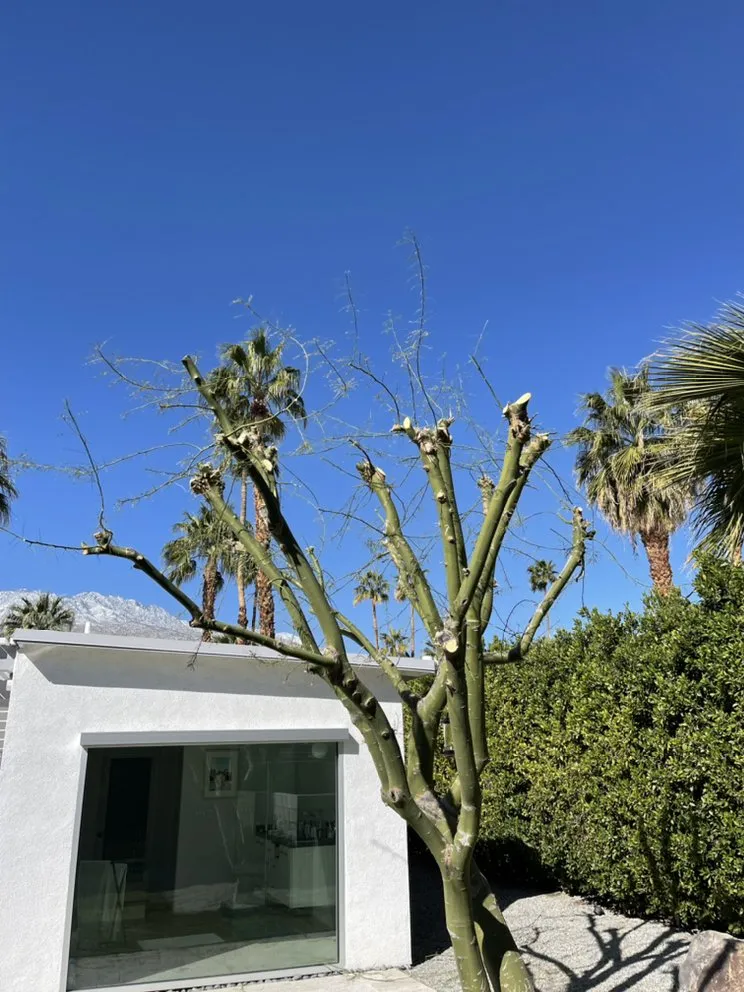 Professional yard maintenance experts serving Palm Desert, CA - JLHS Lawn Care & Design