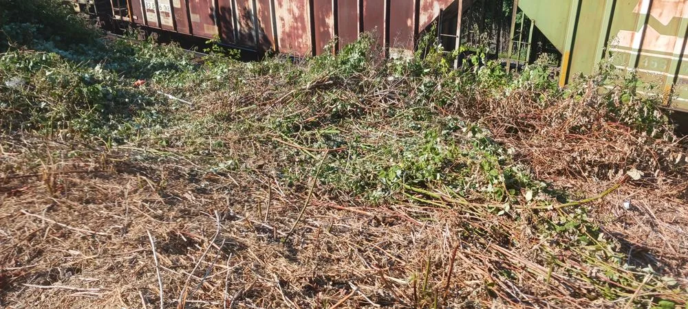 Expert yard maintenance experts serving Lakewood, WA - J.L.M Maintenance And Landscaping