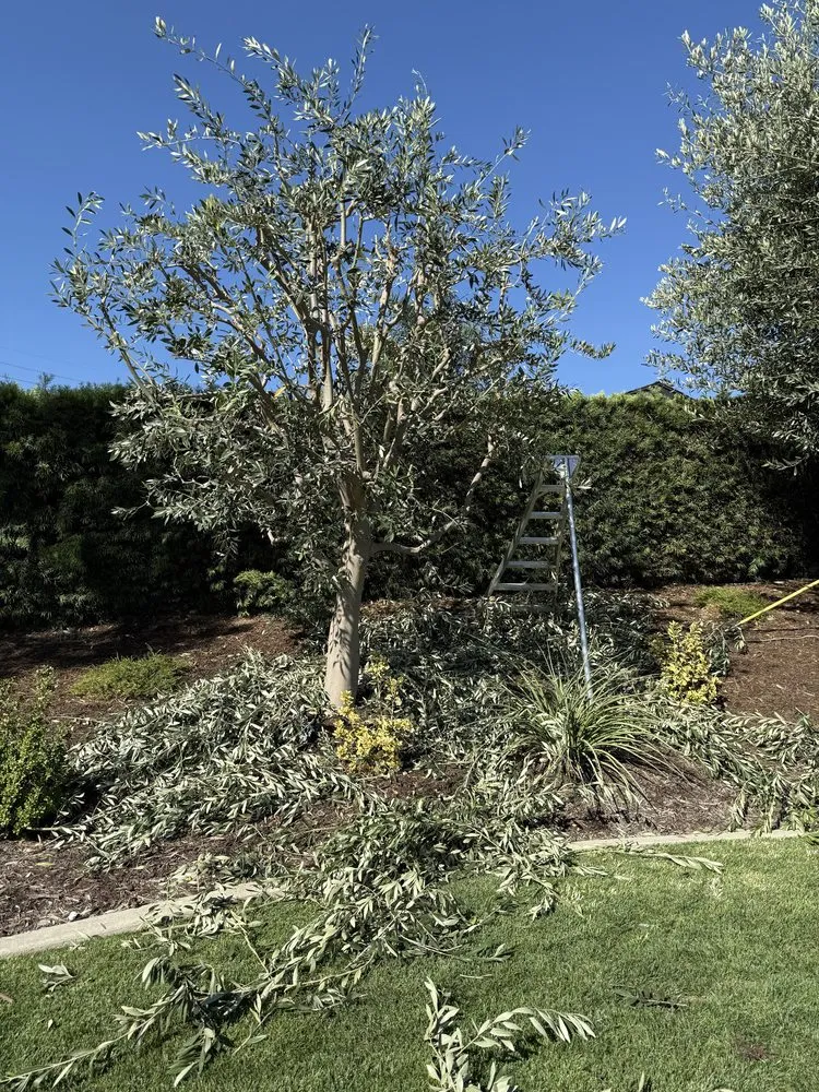 Local outdoor landscaping for outdoor upgrades across Orange, CA - JLP Landscaping